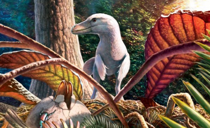 descoperire paleontologica geoparc 2020
