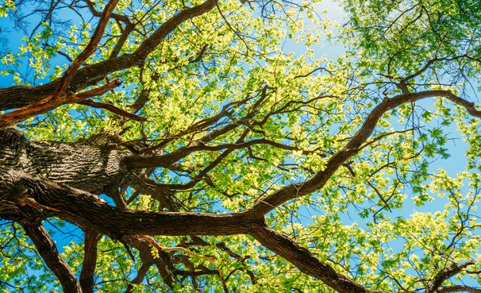 Ecologie STIRE